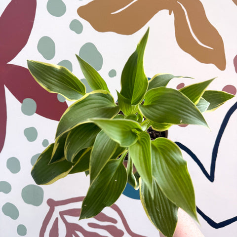 Hosta - Plantain Lily [Random Variety] - Sprouts of Bristol
