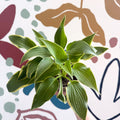 Hosta - Plantain Lily [Random Variety] - Sprouts of Bristol
