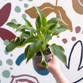 Hosta - Plantain Lily [Random Variety] - Sprouts of Bristol