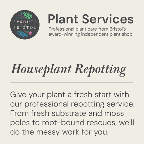 Houseplant Repotting Service | Professional Plant Repotting in Bristol - Sprouts of Bristol