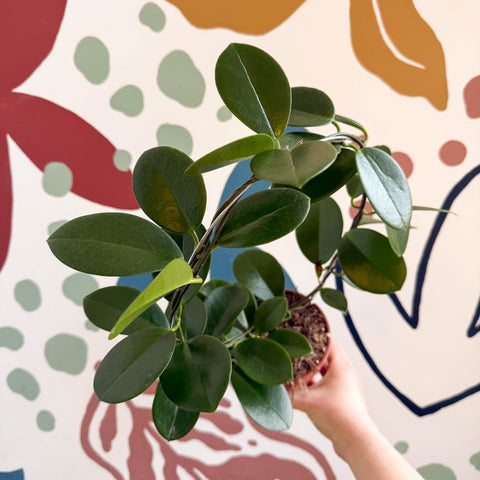 Hoya australis - Sprouts of Bristol