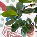 Hoya australis - Sprouts of Bristol