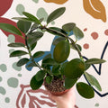 Hoya australis - Sprouts of Bristol