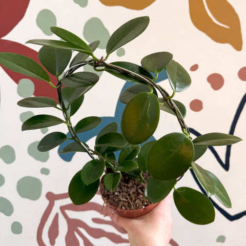 Hoya australis - Sprouts of Bristol