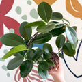 Hoya australis - Sprouts of Bristol