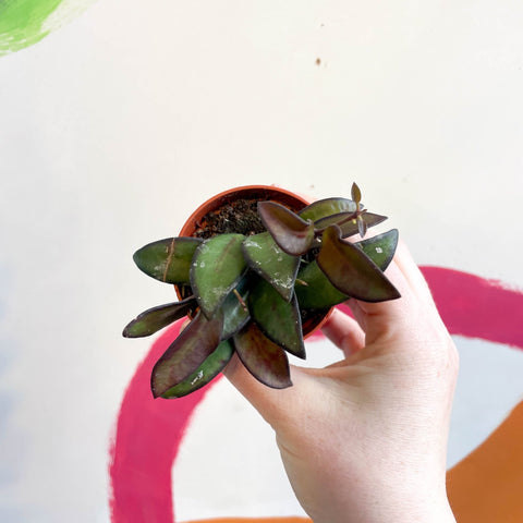 Hoya burtoniae - Sprouts of Bristol