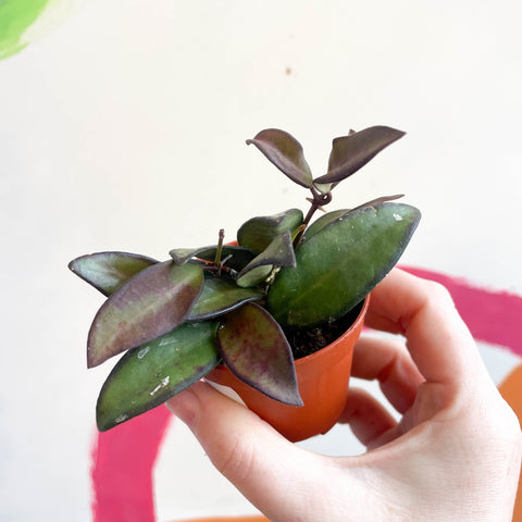 Hoya burtoniae - Sprouts of Bristol