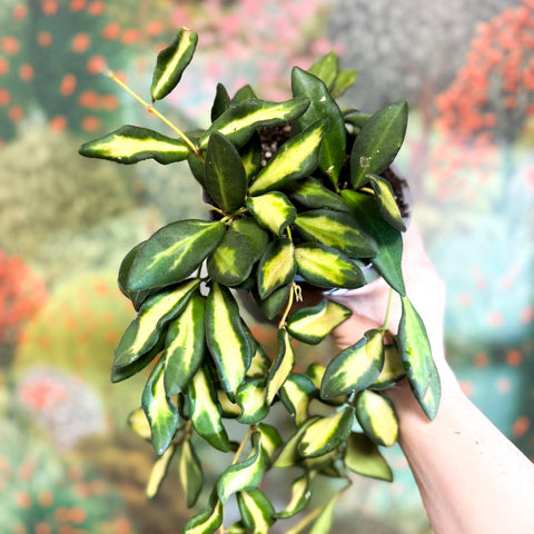 Hoya burtoniae 'Variegata' - Sprouts of Bristol