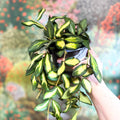 Hoya burtoniae 'Variegata' - Sprouts of Bristol
