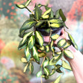Hoya burtoniae 'Variegata' - Sprouts of Bristol