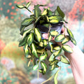 Hoya burtoniae 'Variegata' - Sprouts of Bristol