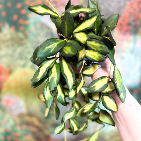 Hoya burtoniae 'Variegata' - Sprouts of Bristol