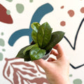 Hoya callistophylla ‘Sabah’ [ID: IML 1762] - Sprouts of Bristol