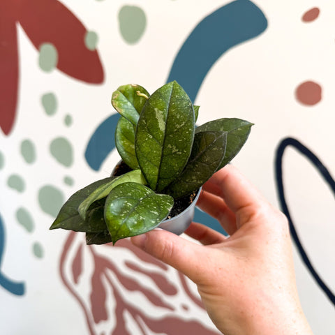 Hoya callistophylla ‘Sabah’ [ID: IML 1762] - Sprouts of Bristol