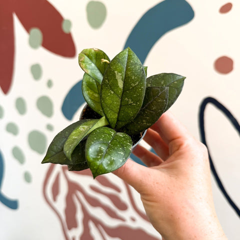Hoya callistophylla ‘Sabah’ [ID: IML 1762] - Sprouts of Bristol