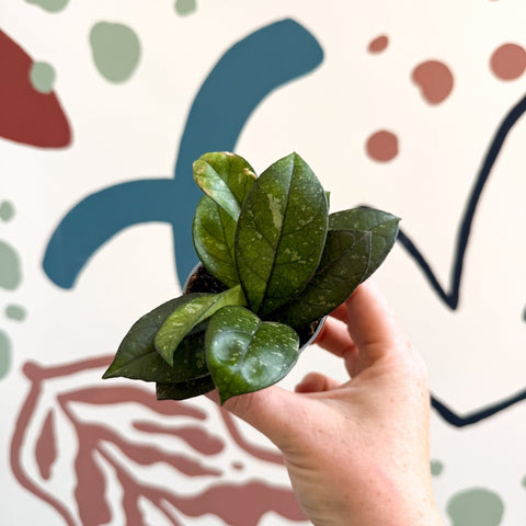 Hoya callistophylla ‘Sabah’ [ID: IML 1762] - Sprouts of Bristol