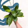 Hoya callistophylla 'Tim' - Sprouts of Bristol