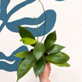 Hoya callistophylla 'Tim' - Sprouts of Bristol
