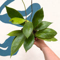 Hoya callistophylla 'Tim' - Sprouts of Bristol