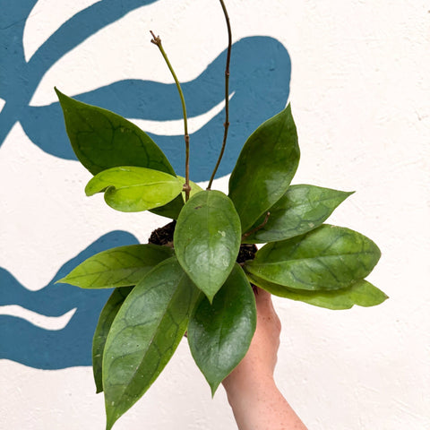 Hoya callistophylla 'Tim' - Sprouts of Bristol