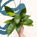 Hoya callistophylla 'Tim' - Sprouts of Bristol