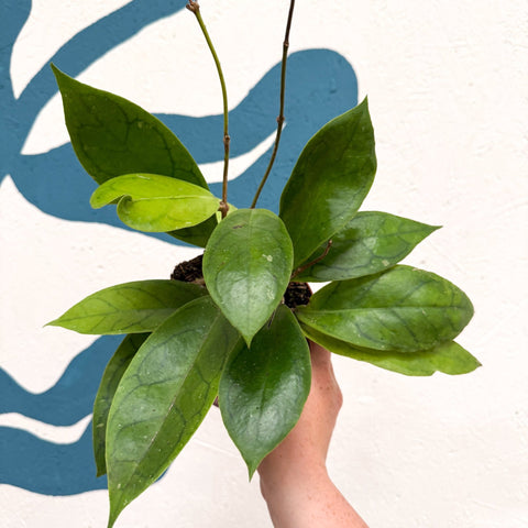 Hoya callistophylla 'Tim' - Sprouts of Bristol