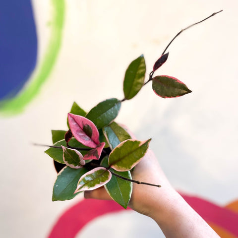 Hoya carnosa ‘Flamingo Dream’ - Sprouts of Bristol