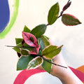 Hoya carnosa ‘Flamingo Dream’ - Sprouts of Bristol