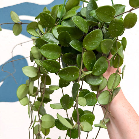 Hoya carnosa x serpens ‘Mathilde' - Sprouts of Bristol