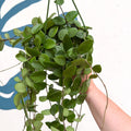 Hoya carnosa x serpens ‘Mathilde' - Sprouts of Bristol