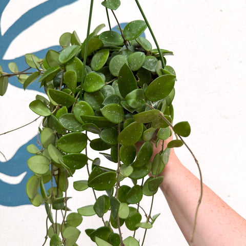 Hoya carnosa x serpens ‘Mathilde' - Sprouts of Bristol