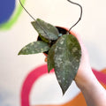 Hoya caudata 'Sumatra' - Sprouts of Bristol