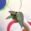 Hoya caudata 'Sumatra' - Sprouts of Bristol