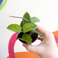 Hoya chouke - Sprouts of Bristol