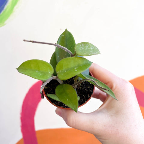Hoya chouke - Sprouts of Bristol