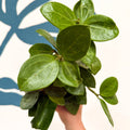 Hoya 'Christine' - Sprouts of Bristol