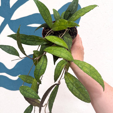 Hoya clemensiorum - Sprouts of Bristol