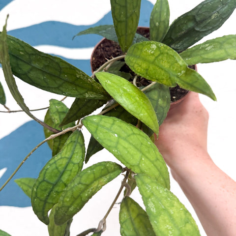 Hoya clemensiorum - Sprouts of Bristol