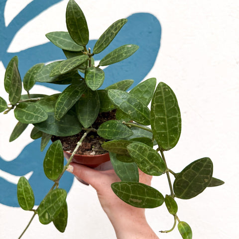 Hoya elliptica - Sprouts of Bristol
