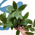 Hoya elliptica - Sprouts of Bristol