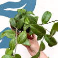 Hoya fitchii - Sprouts of Bristol
