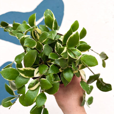 Hoya heuschkeliana (outer variegated) - Sprouts of Bristol