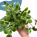 Hoya heuschkeliana (outer variegated) - Sprouts of Bristol