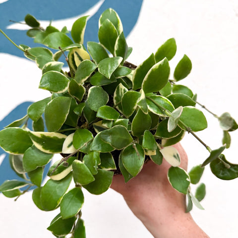 Hoya heuschkeliana (outer variegated) - Sprouts of Bristol