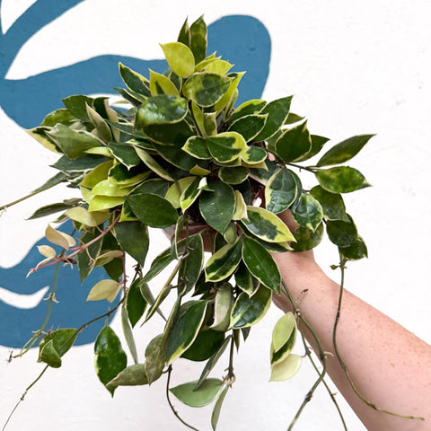 Hoya lacunosa ‘Asami’ - Sprouts of Bristol