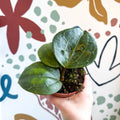 Hoya latifolia ‘Sarawak Cream’ - Sprouts of Bristol