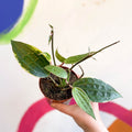 Hoya latifolia 'Variegata' - Sprouts of Bristol