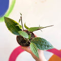 Hoya latifolia 'Variegata' - Sprouts of Bristol