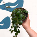 Hoya panchoi IML0228 - Sprouts of Bristol