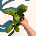 Hoya PMP176 'Joy' x 'Jennifer' - Sprouts of Bristol